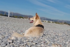 Willy sulla spiaggia