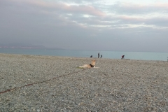 Willy sulla spiaggia