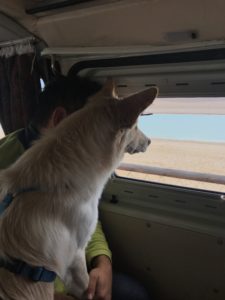 Willy e la spiaggia di Numana, Marche