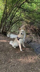 Foto di Willy, il nostro cane bianco, nei pressi di un torrente nel bosco vicino a casa